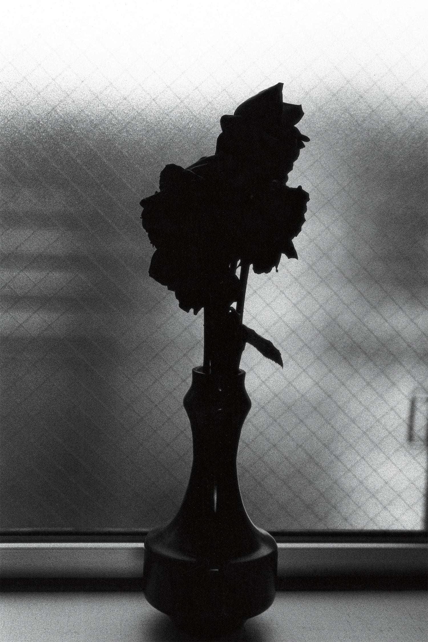 野村佐紀子写真展 Lirio