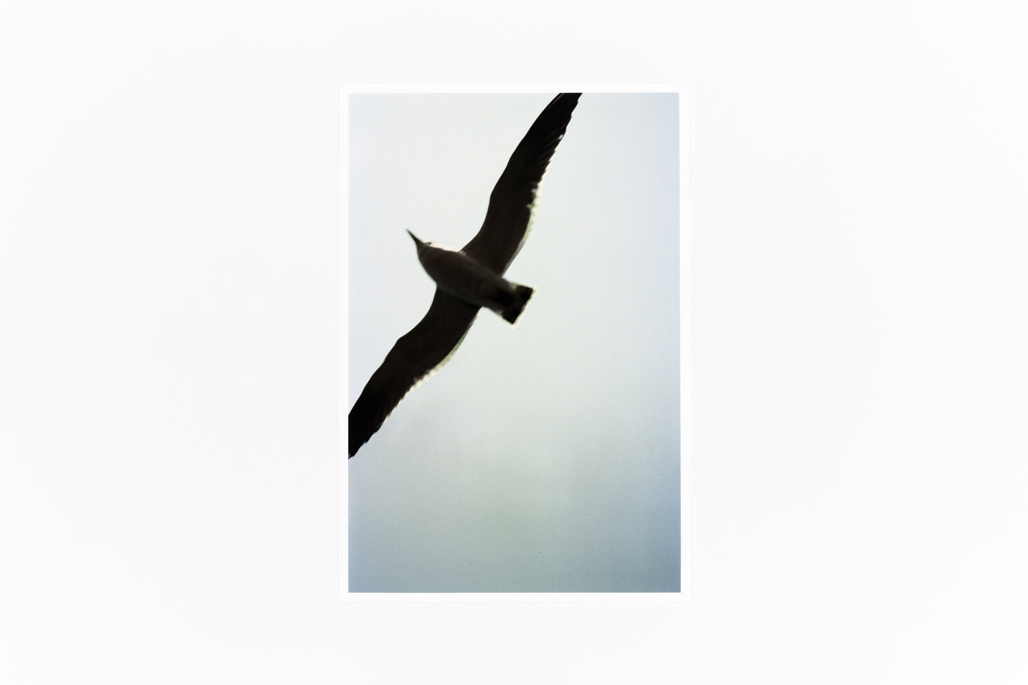 特装版 サランラン 사란란 Sa-lanlan / Kotori Kawashima [Special Edition]