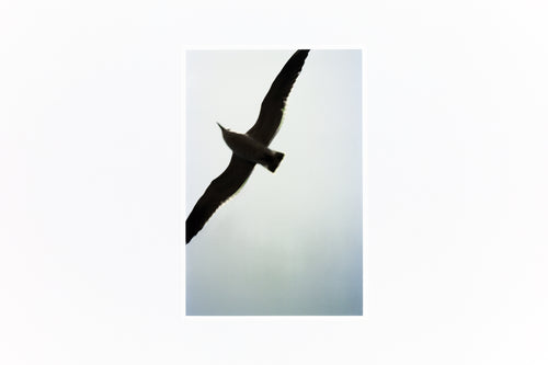 特装版 サランラン 사란란 Sa-lanlan / Kotori Kawashima [Special Edition]