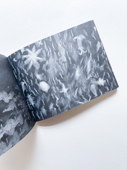 Murmur, Orbus / Ellen Gallagher