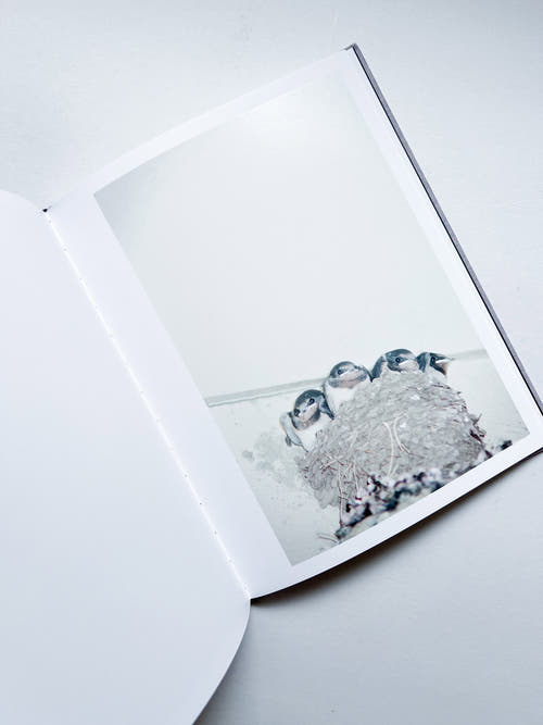 DES OISEAUX - Rinko Kawauchi