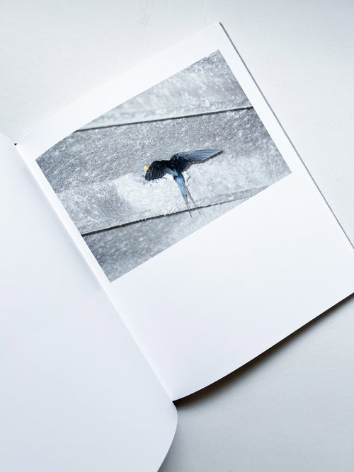 DES OISEAUX - Rinko Kawauchi