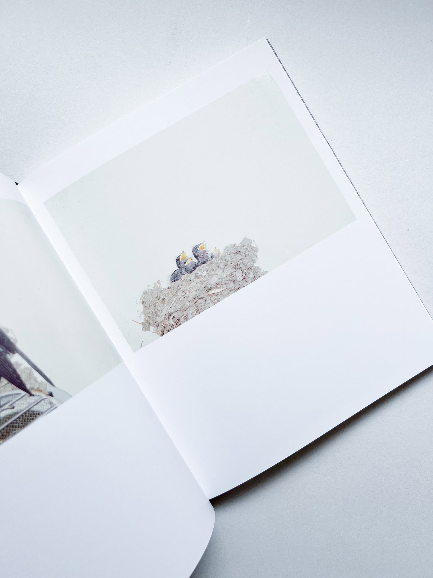 DES OISEAUX - Rinko Kawauchi