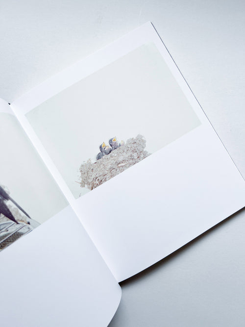 DES OISEAUX - Rinko Kawauchi