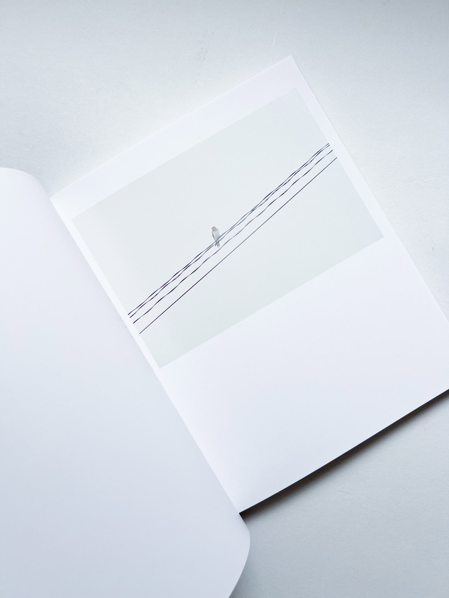 DES OISEAUX - Rinko Kawauchi