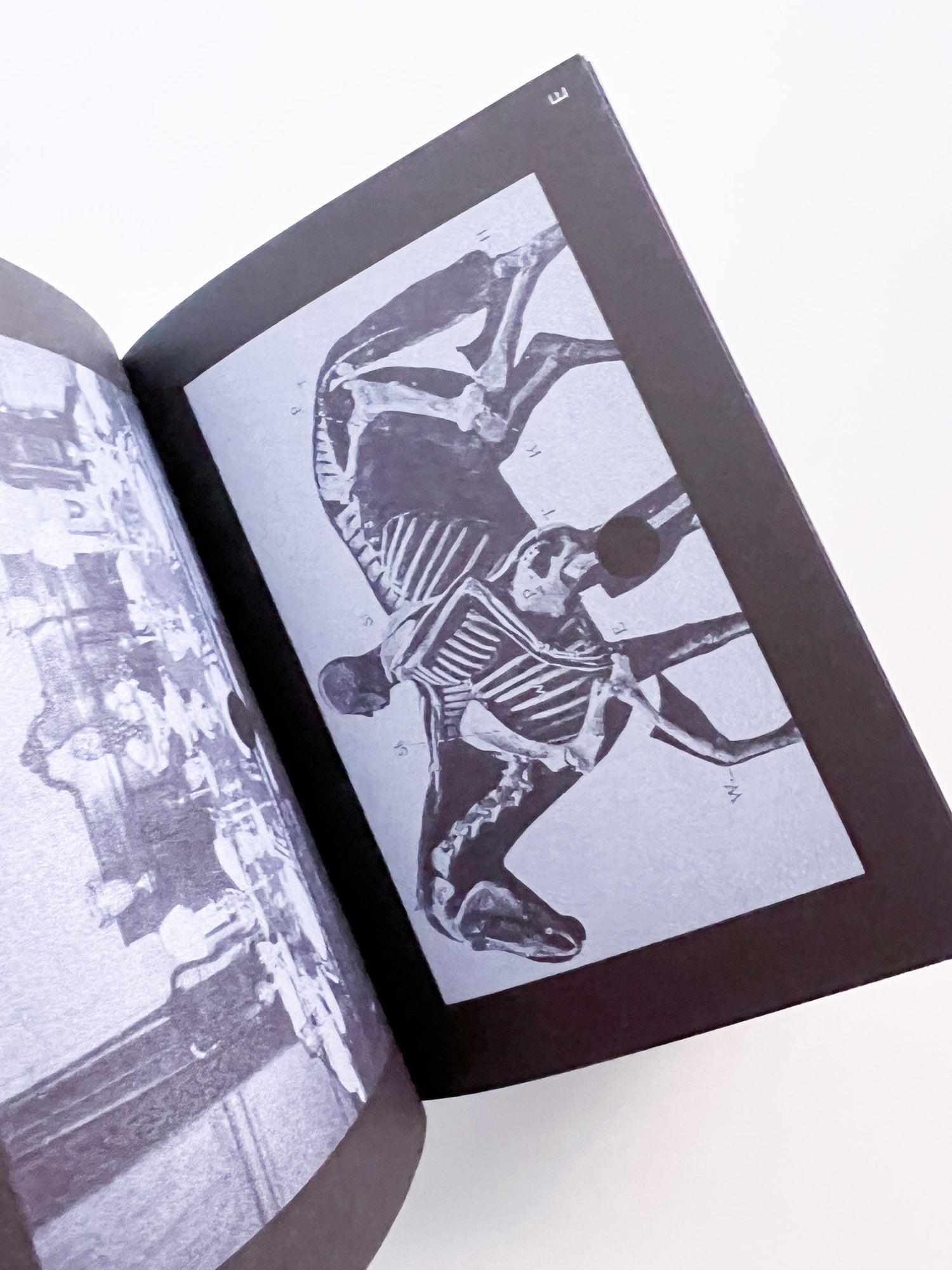 Search Engine / Louis Porter