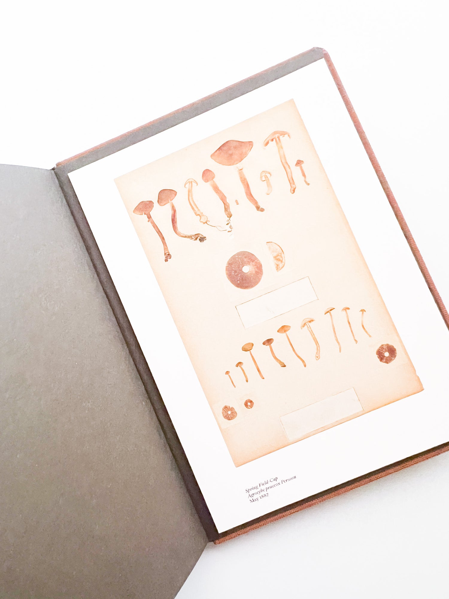 Fungi / Nicolai Howalt