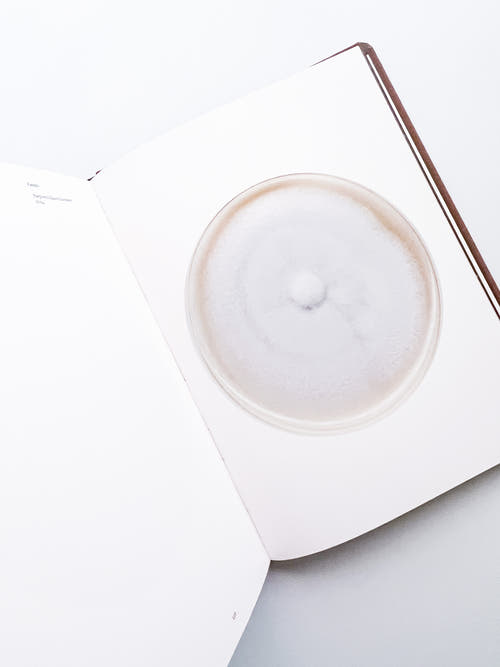 Fungi / Nicolai Howalt