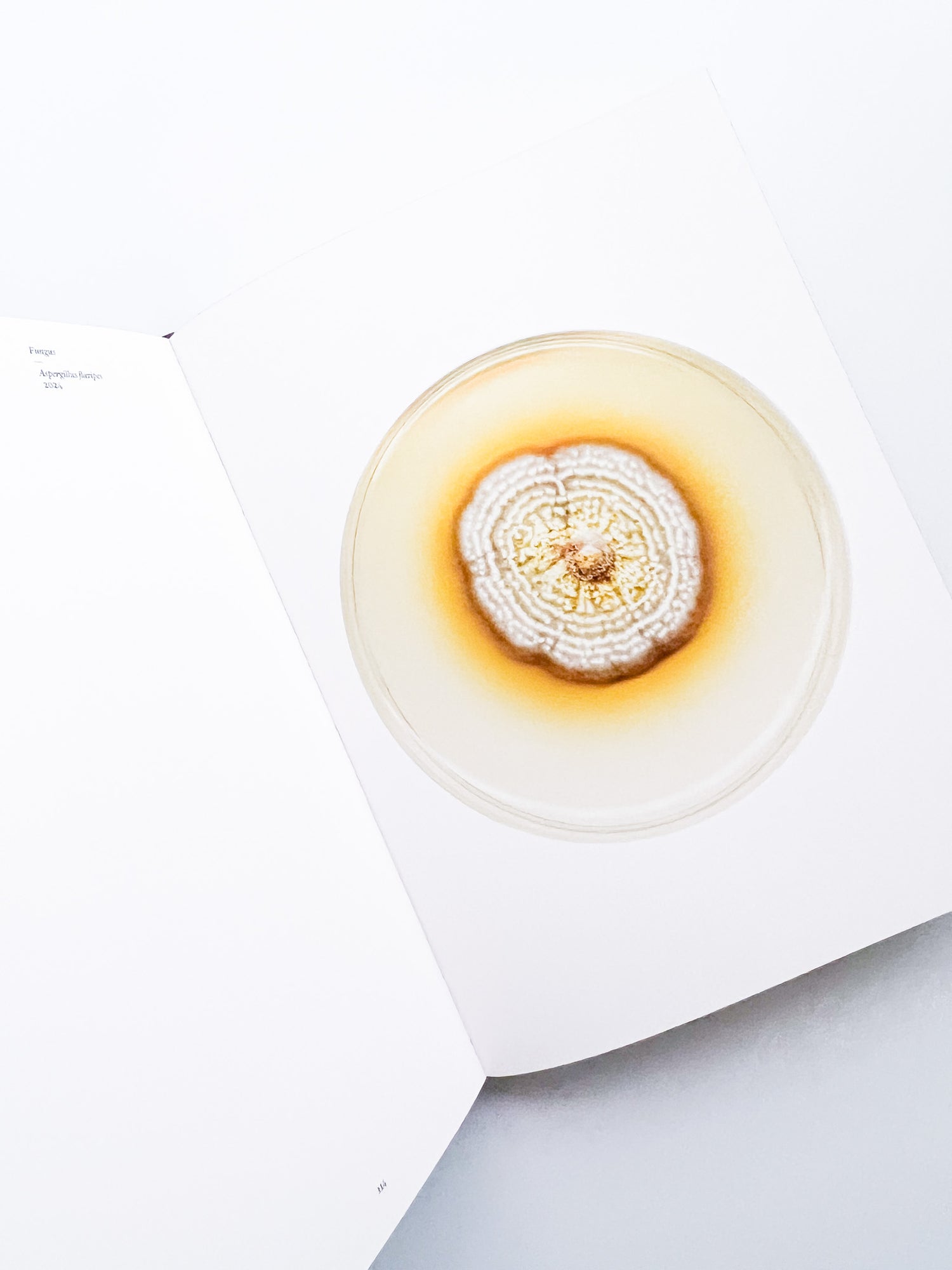 Fungi / Nicolai Howalt