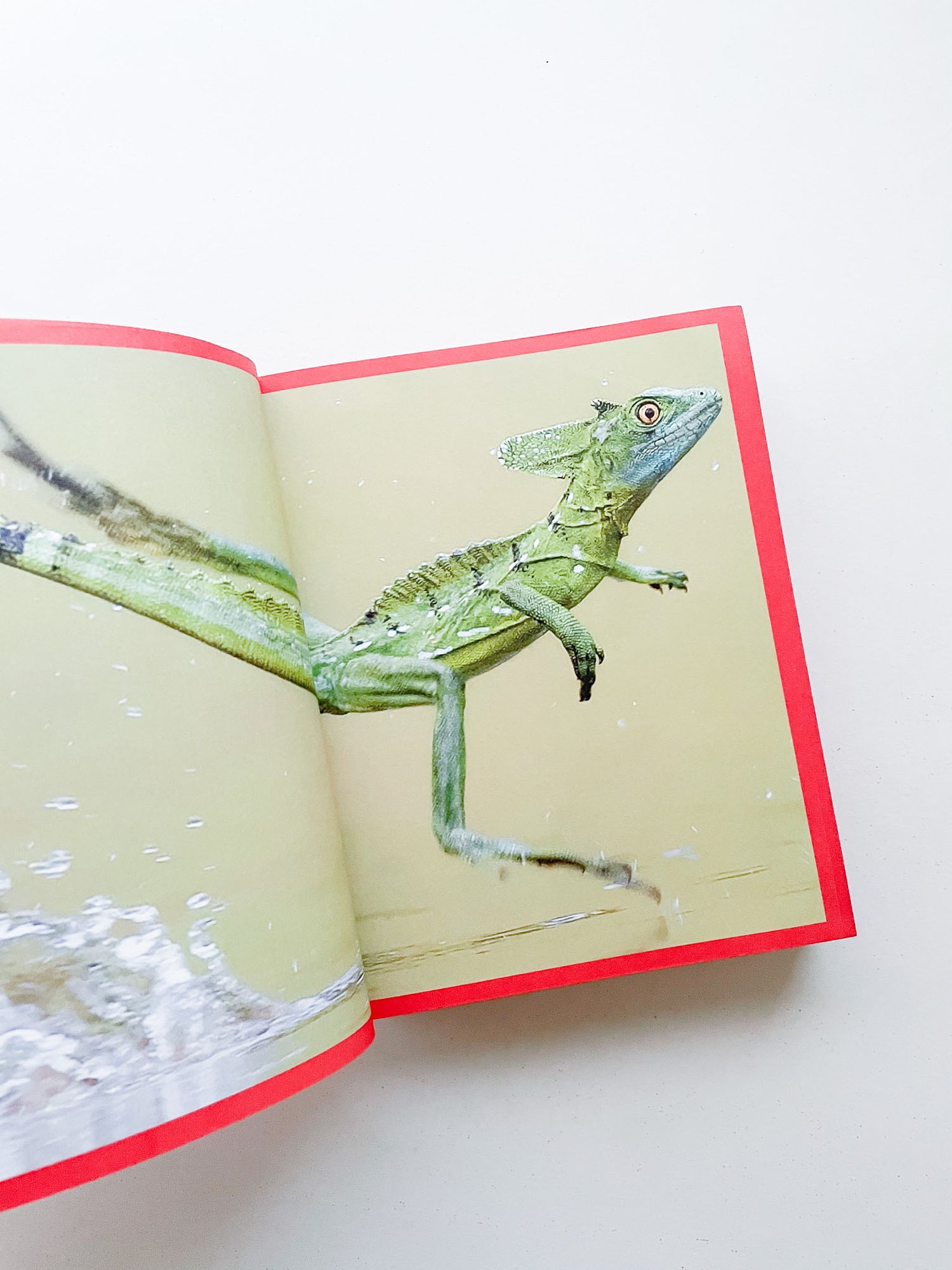 CAMPER 50 (1975-2025) WALK, DON'T RUN