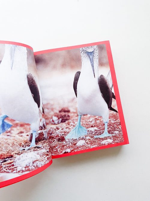 CAMPER 50 (1975-2025) WALK, DON'T RUN