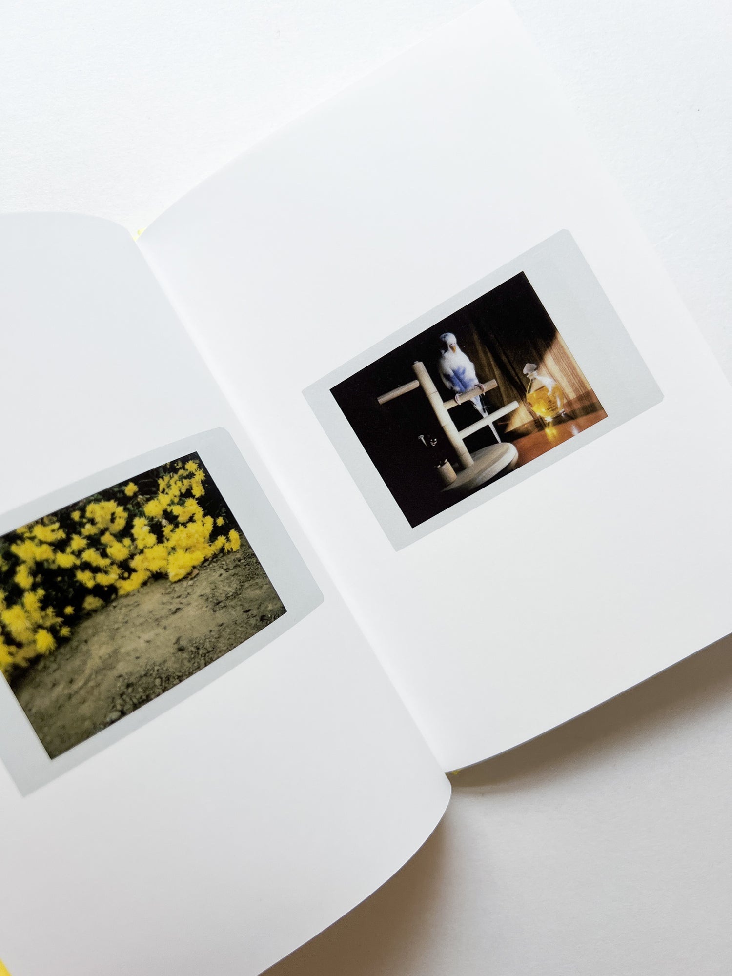 JOBIM / Erika Yoshino [SIGNED]