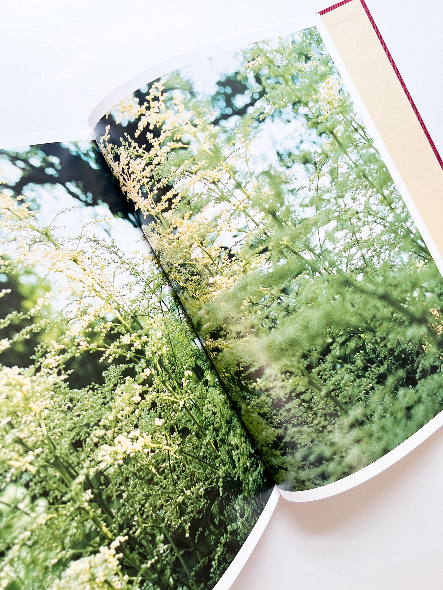 SWISS / Yurie Nagashima