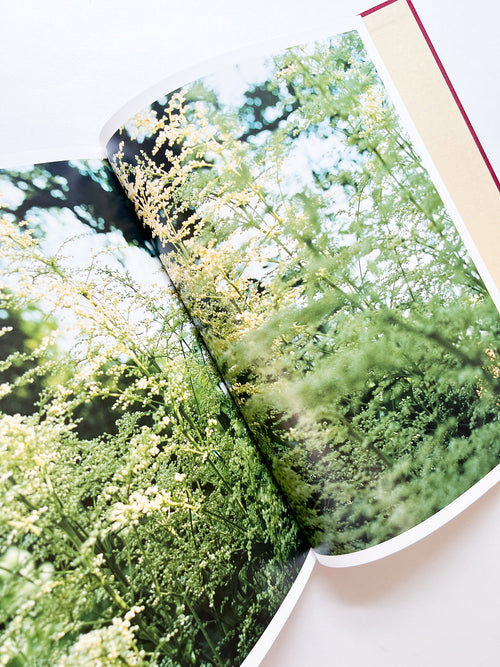 SWISS / Yurie Nagashima