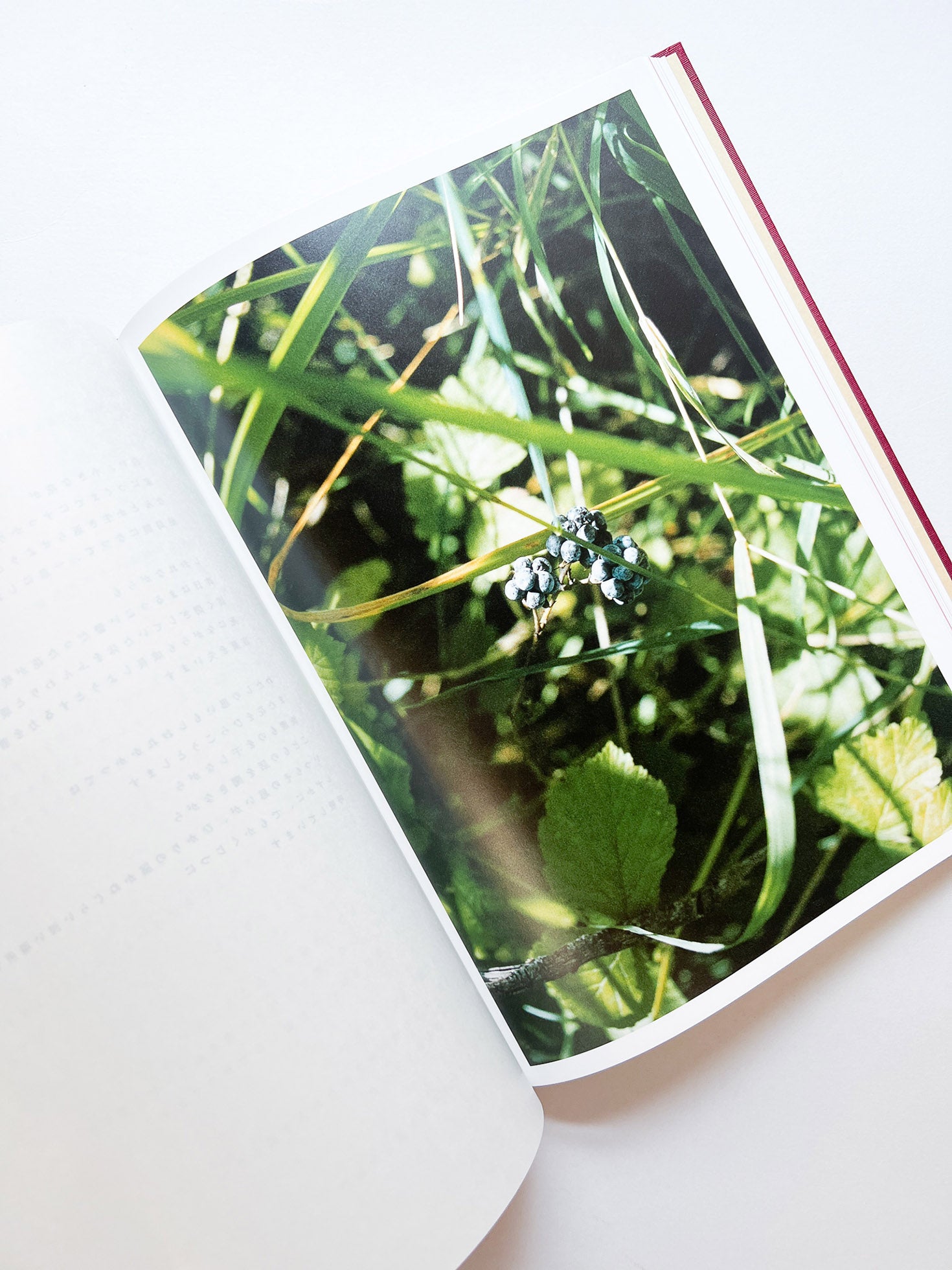 SWISS / Yurie Nagashima