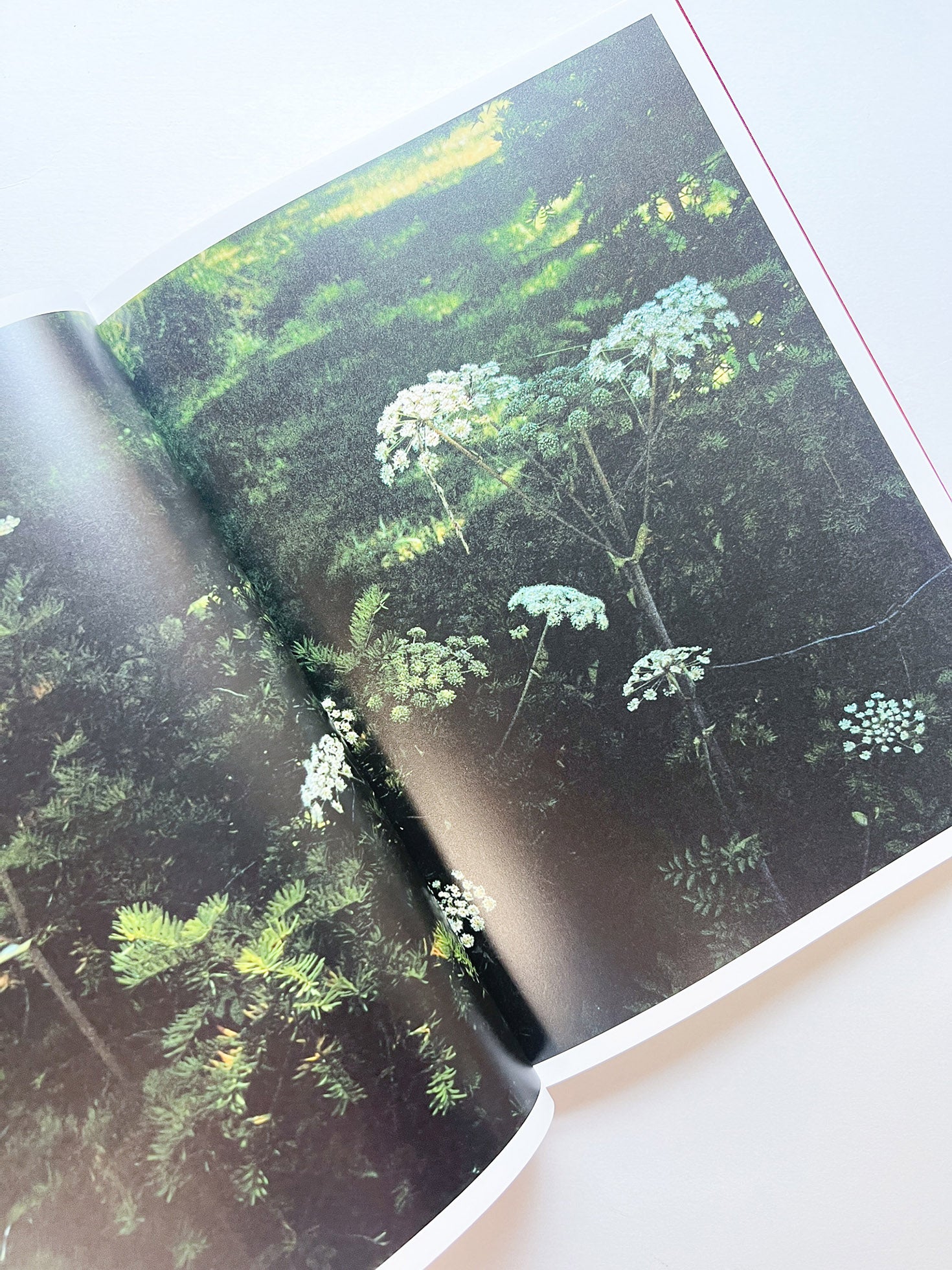 SWISS / Yurie Nagashima