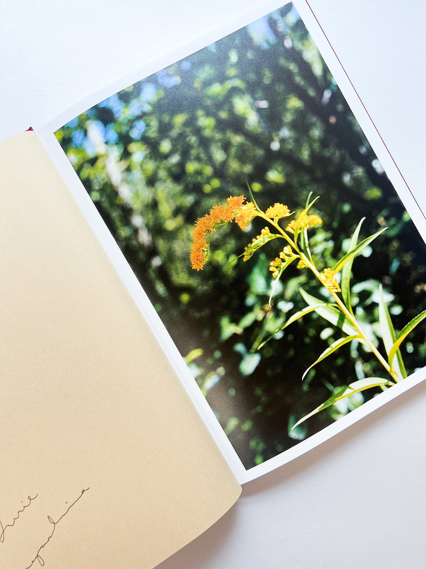 SWISS / Yurie Nagashima