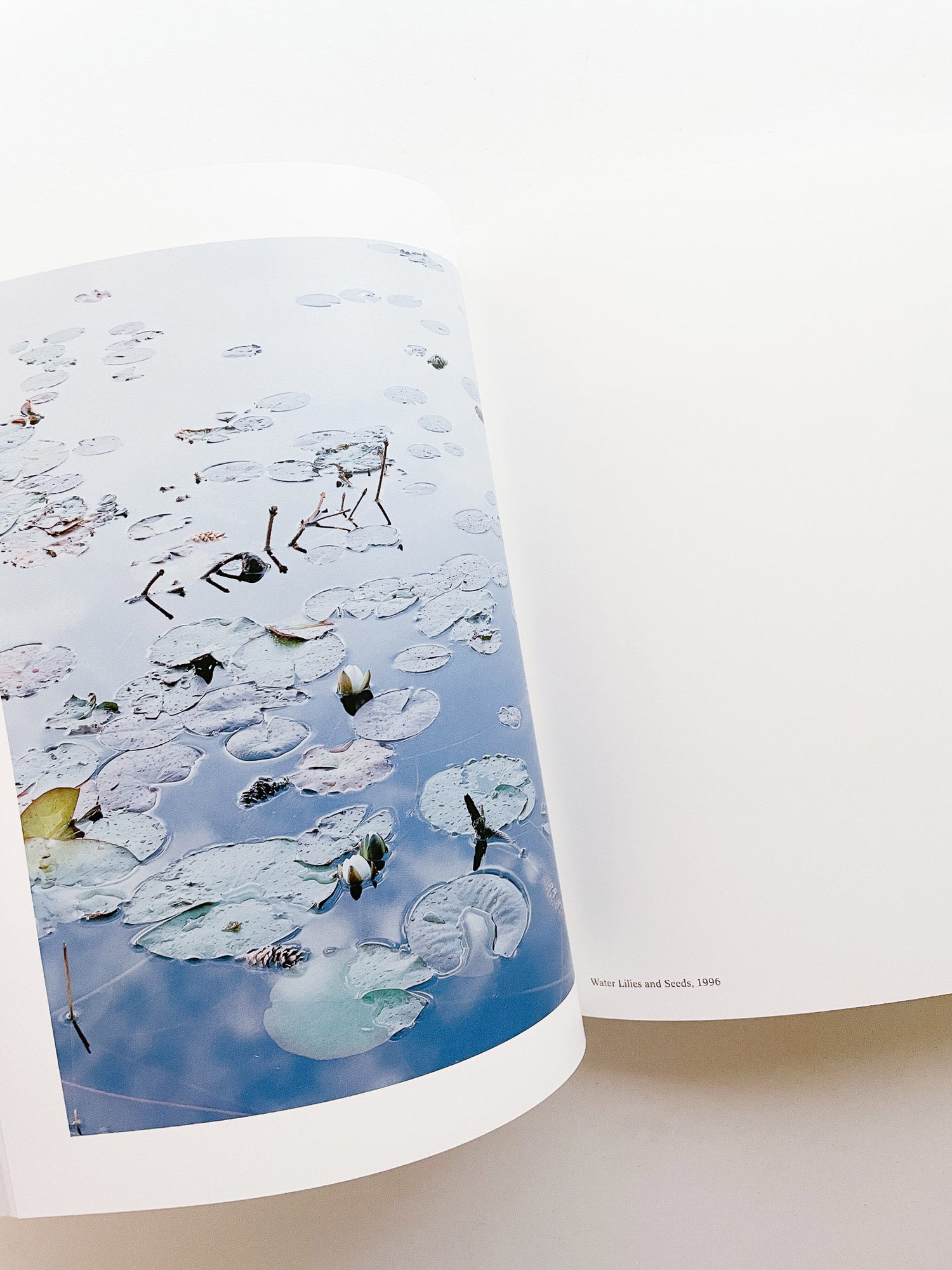 SASQUATCH CENTURY / Torbjørn Rødland