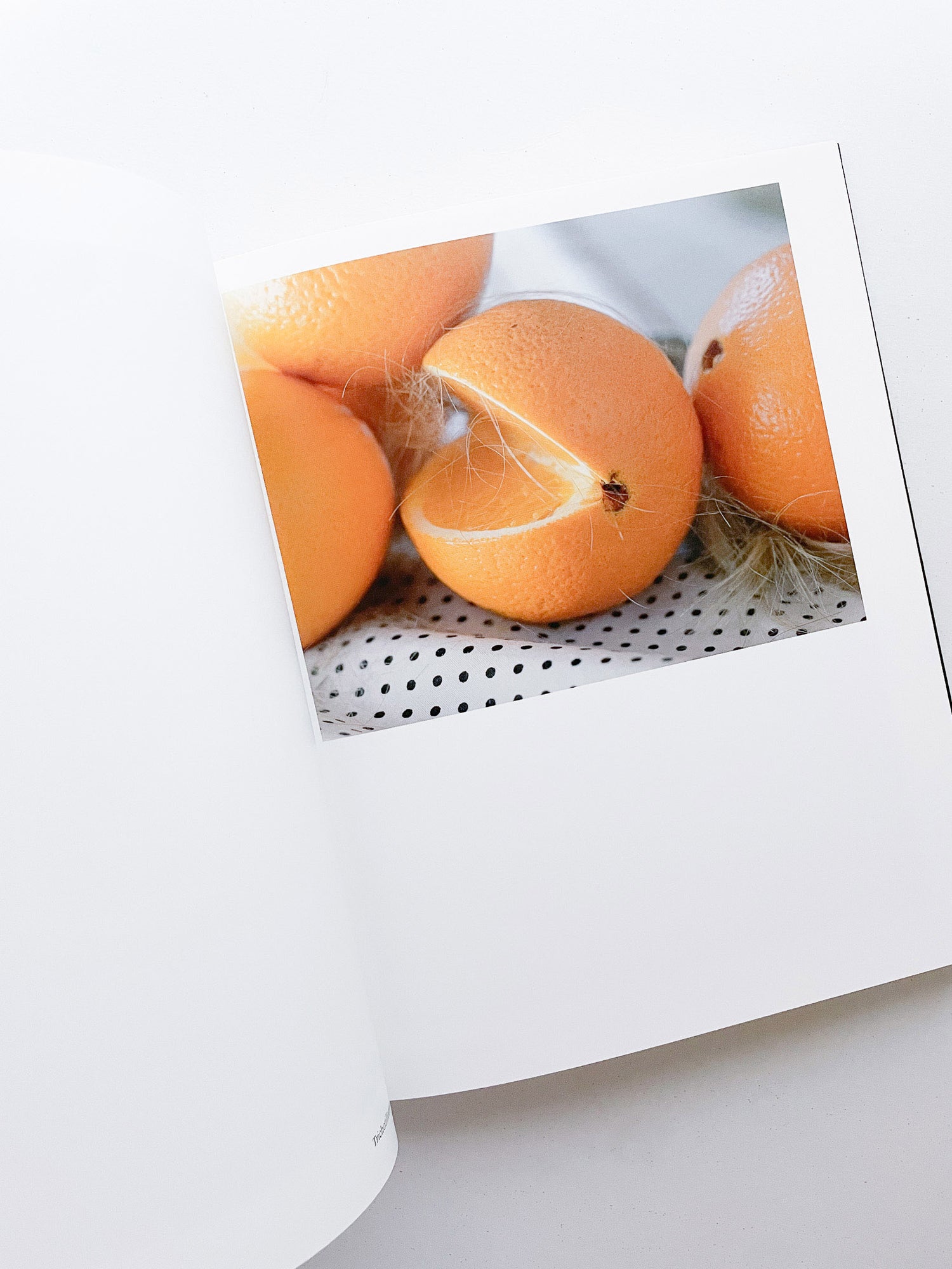 SASQUATCH CENTURY / Torbjørn Rødland