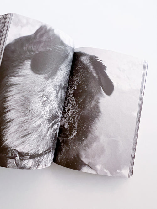 ULAY / MARINA ABRAMOVIC: LOVE. HATE. FORGIVENESS / Ulay, Marina Abramović