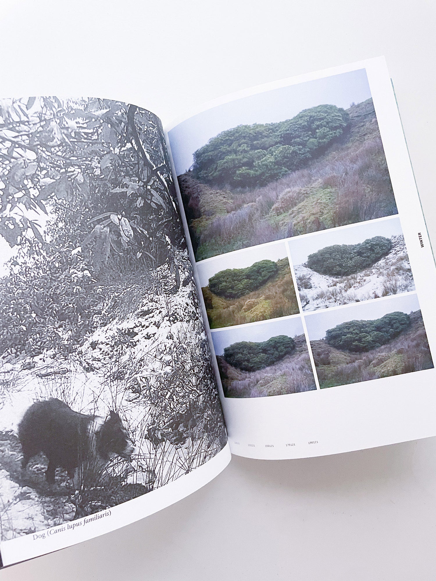 With Love. From an Invader. / Yan Wang Preston