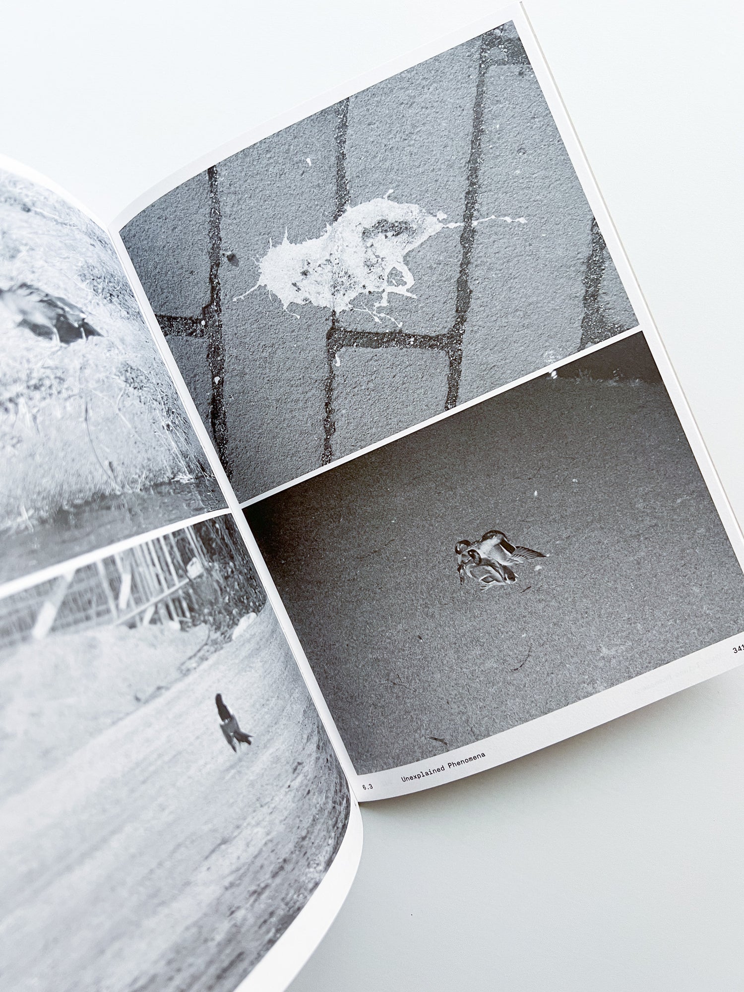 Ornithology (new edition) / Anne Geene & Arjan De Nooy