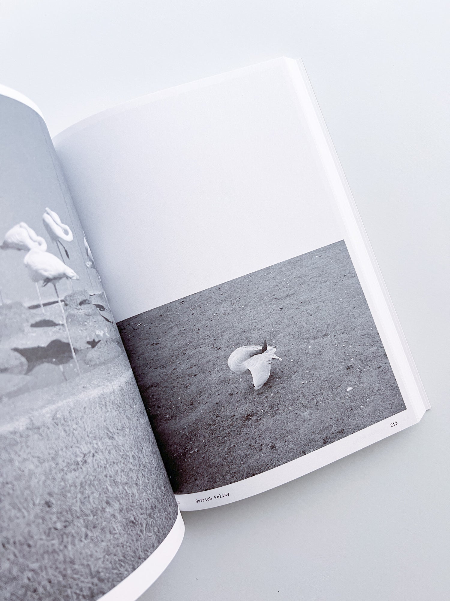 Ornithology (new edition) / Anne Geene & Arjan De Nooy