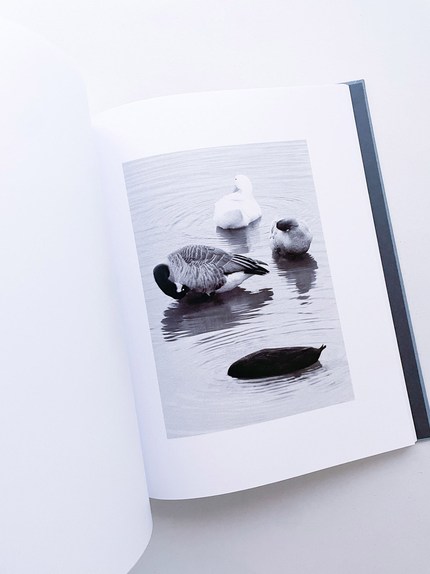 DISTRIBUTION / Daniel Shea [SIGNED]