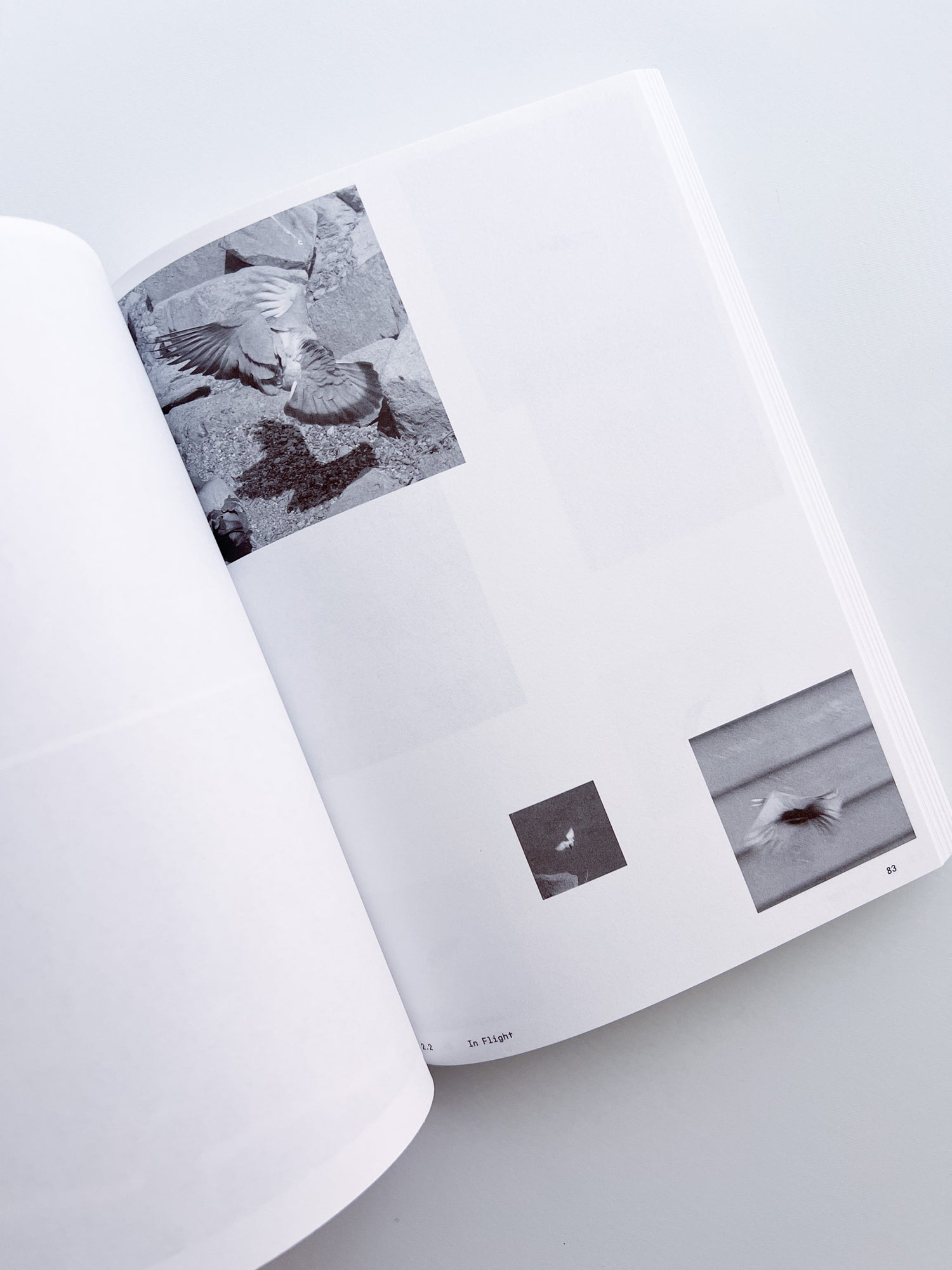 Ornithology (new edition) / Anne Geene & Arjan De Nooy