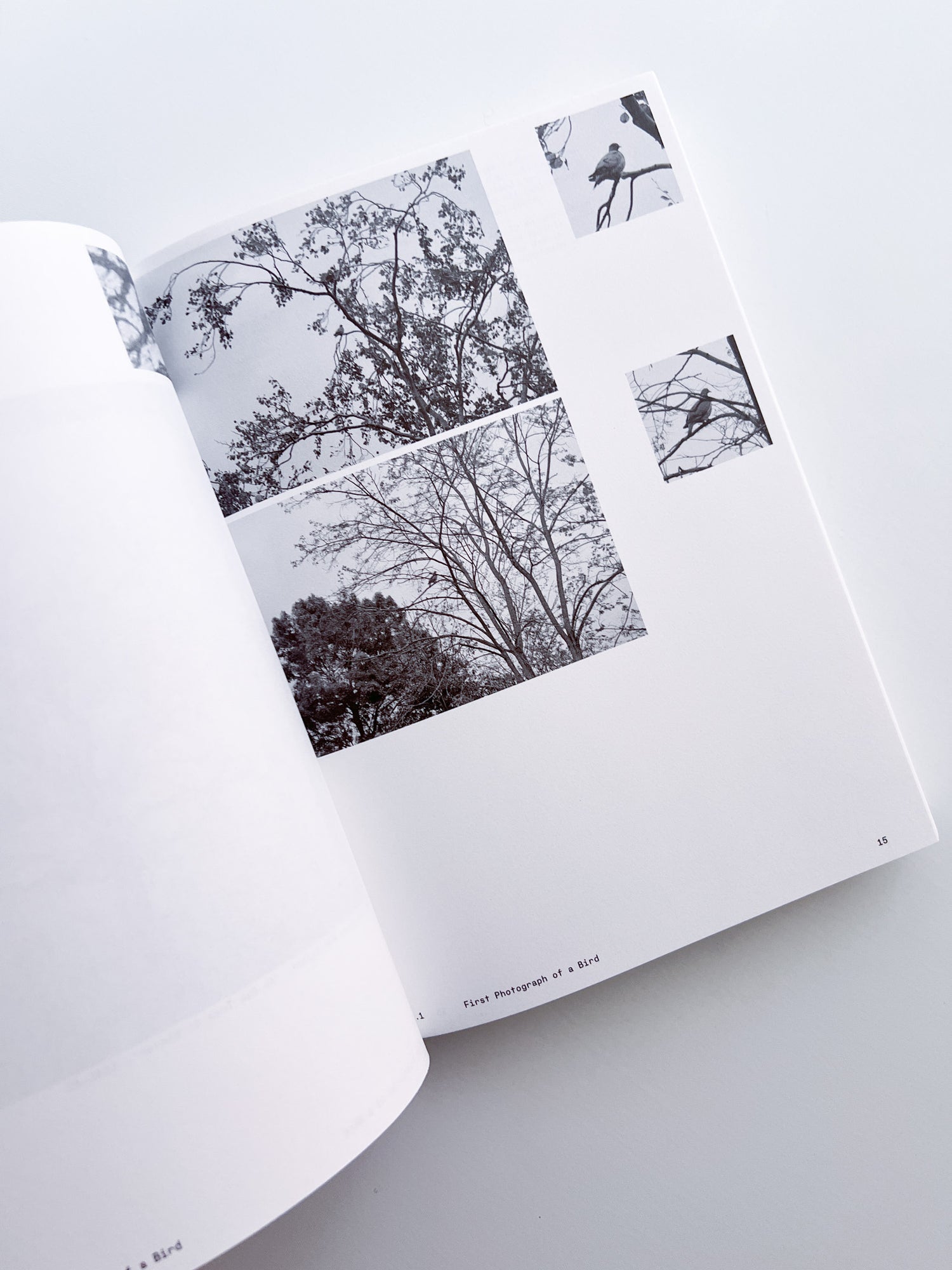 Ornithology (new edition) / Anne Geene & Arjan De Nooy