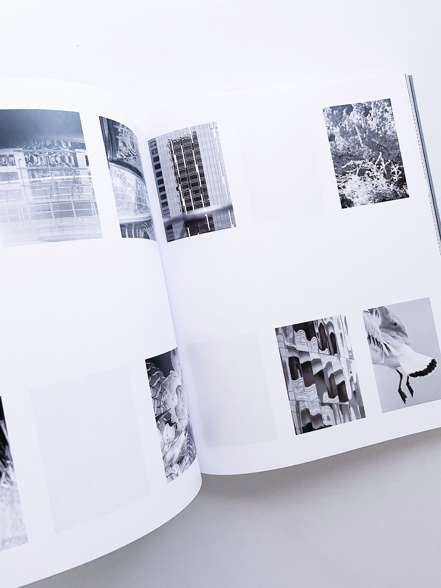 DISTRIBUTION / Daniel Shea [SIGNED]