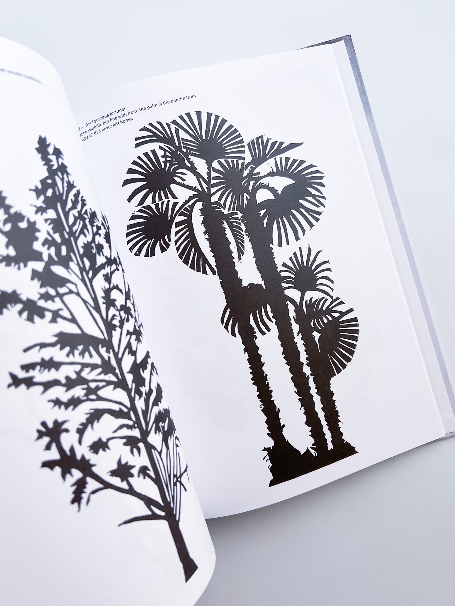Cura's Garden / Ben Thorp Brown