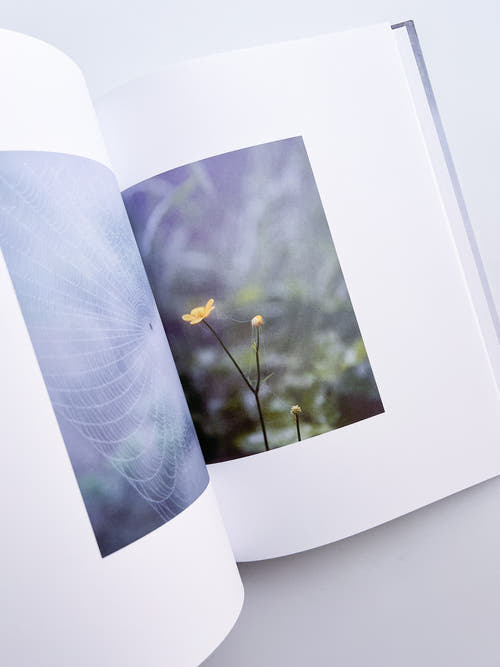 Cura's Garden / Ben Thorp Brown