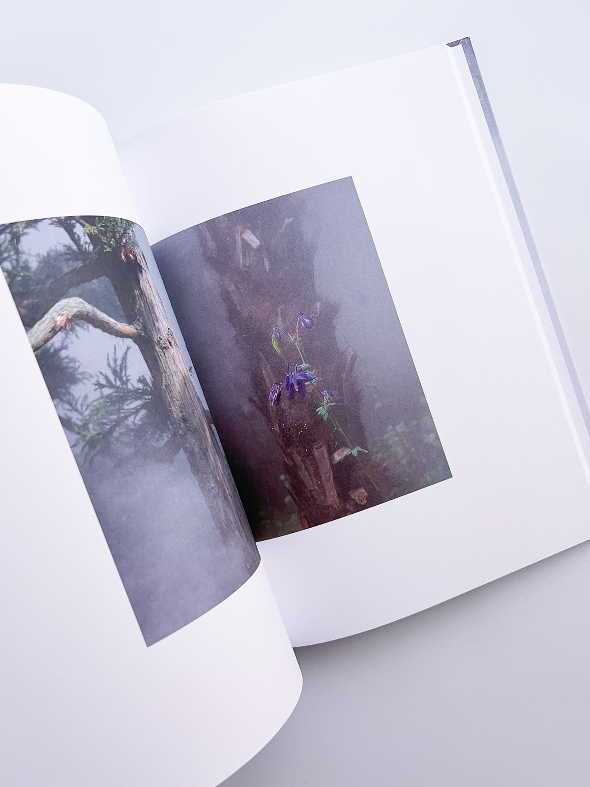 Cura's Garden / Ben Thorp Brown