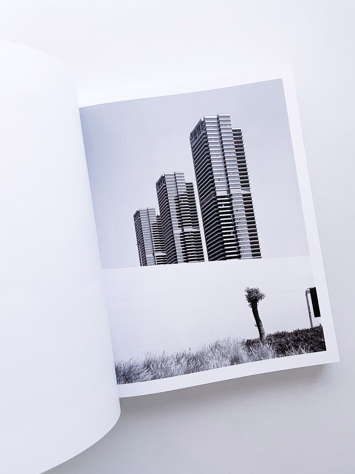 DISTRIBUTION / Daniel Shea [SIGNED]