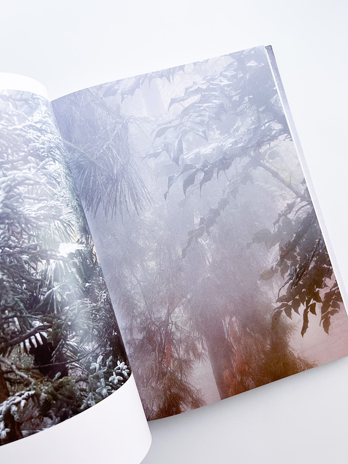 Cura's Garden / Ben Thorp Brown