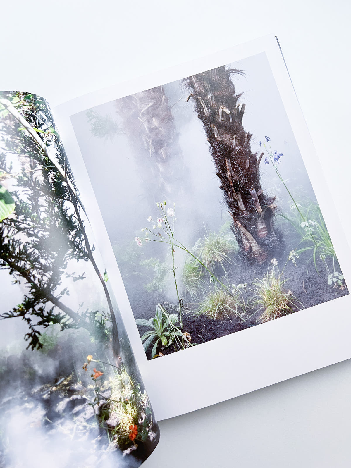 Cura's Garden / Ben Thorp Brown
