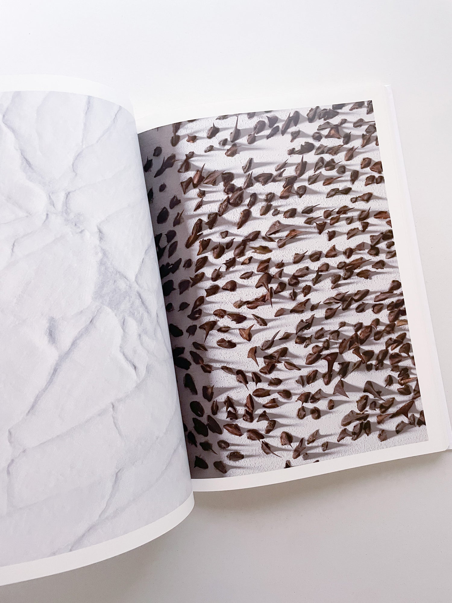 THOUGHTS IN THE ROOTS / Giuseppe Penone