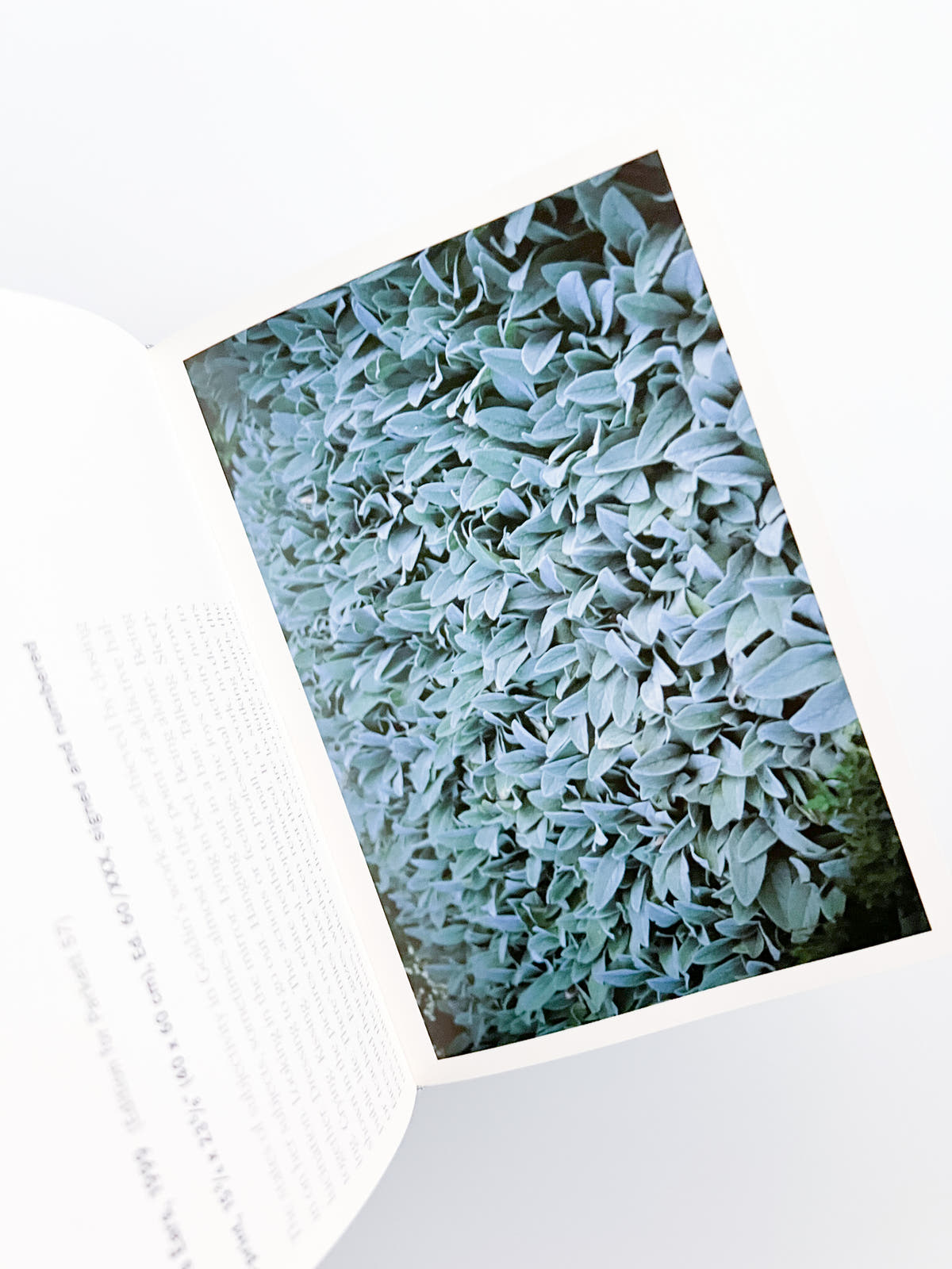 PARKETT COLLABORATIONS & EDITIONS SINCE 1984