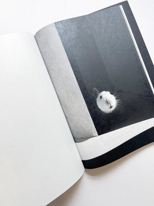 A is for Ant Children's Edition / Jack Davison