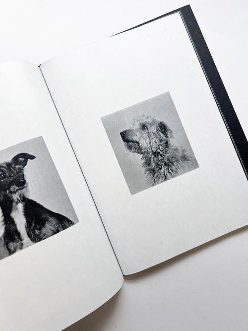 A is for Ant Children's Edition / Jack Davison