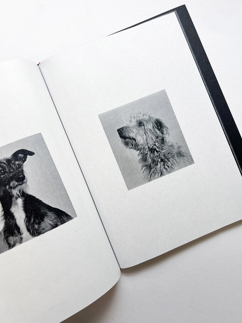 A is for Ant Children's Edition / Jack Davison