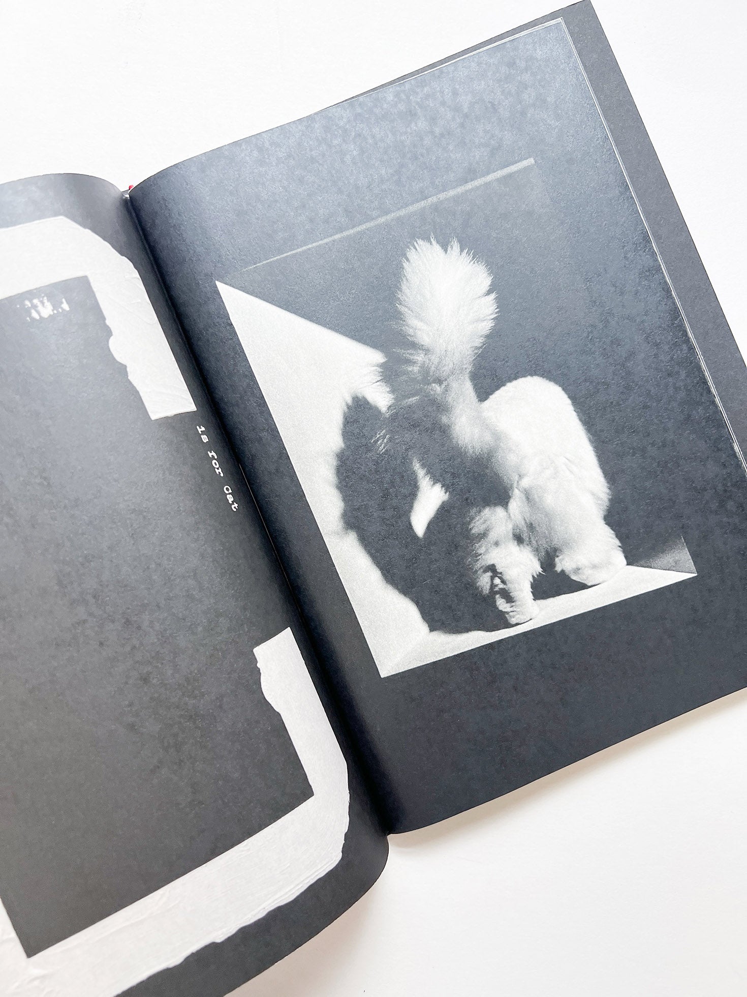 A is for Ant Children's Edition / Jack Davison