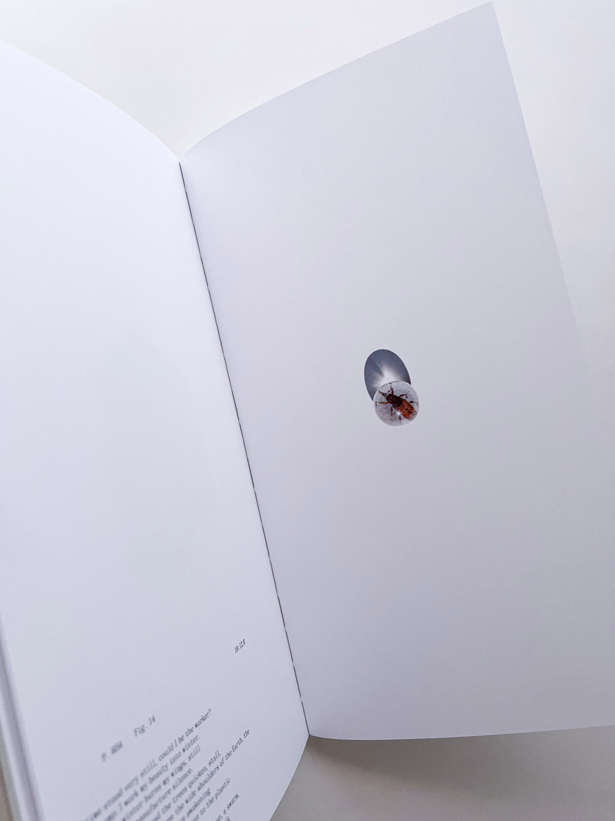 THE BOOK OF HOURS / Frida Escobedo