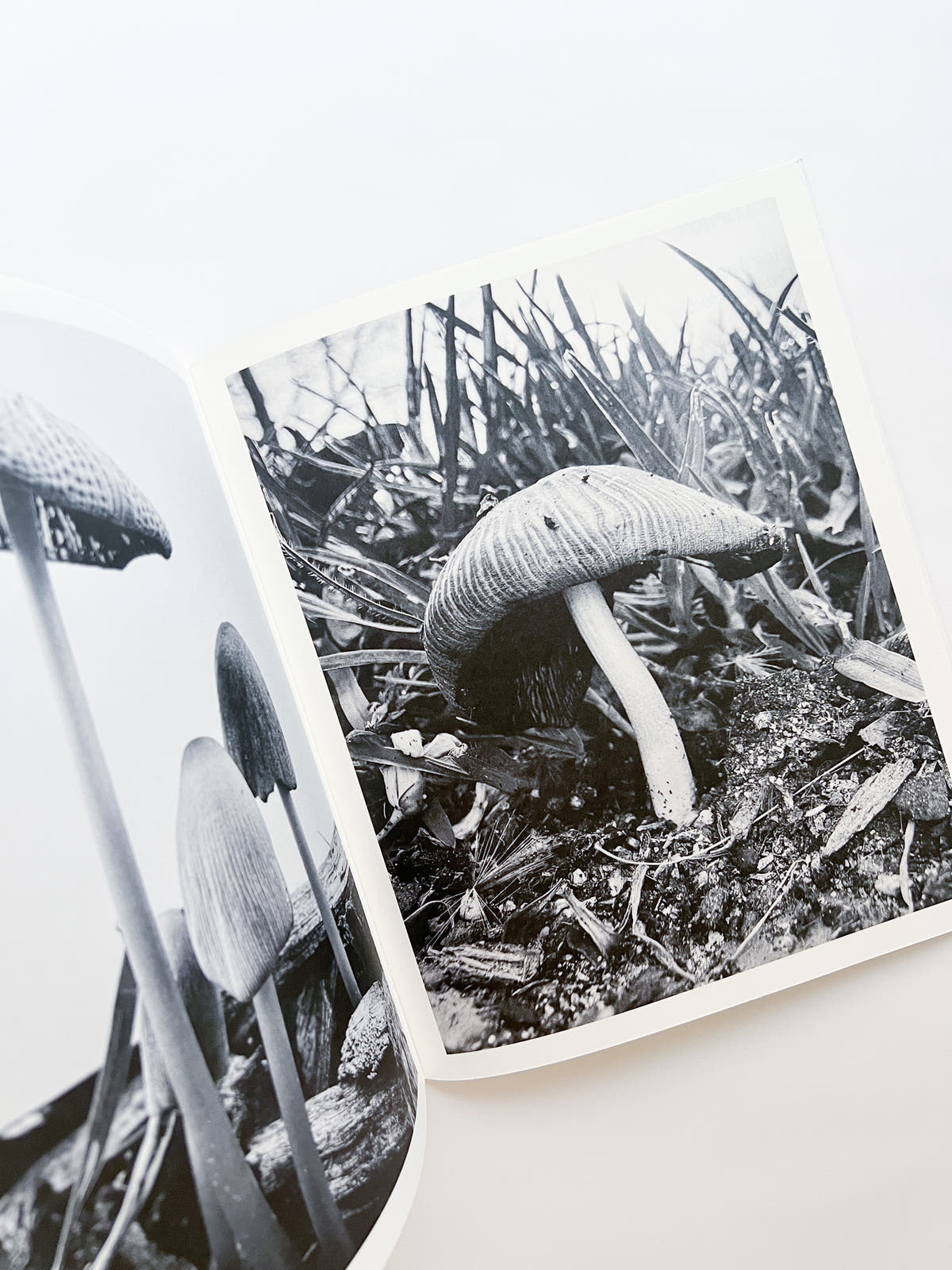 Fruiting Bodies / Ying Ang