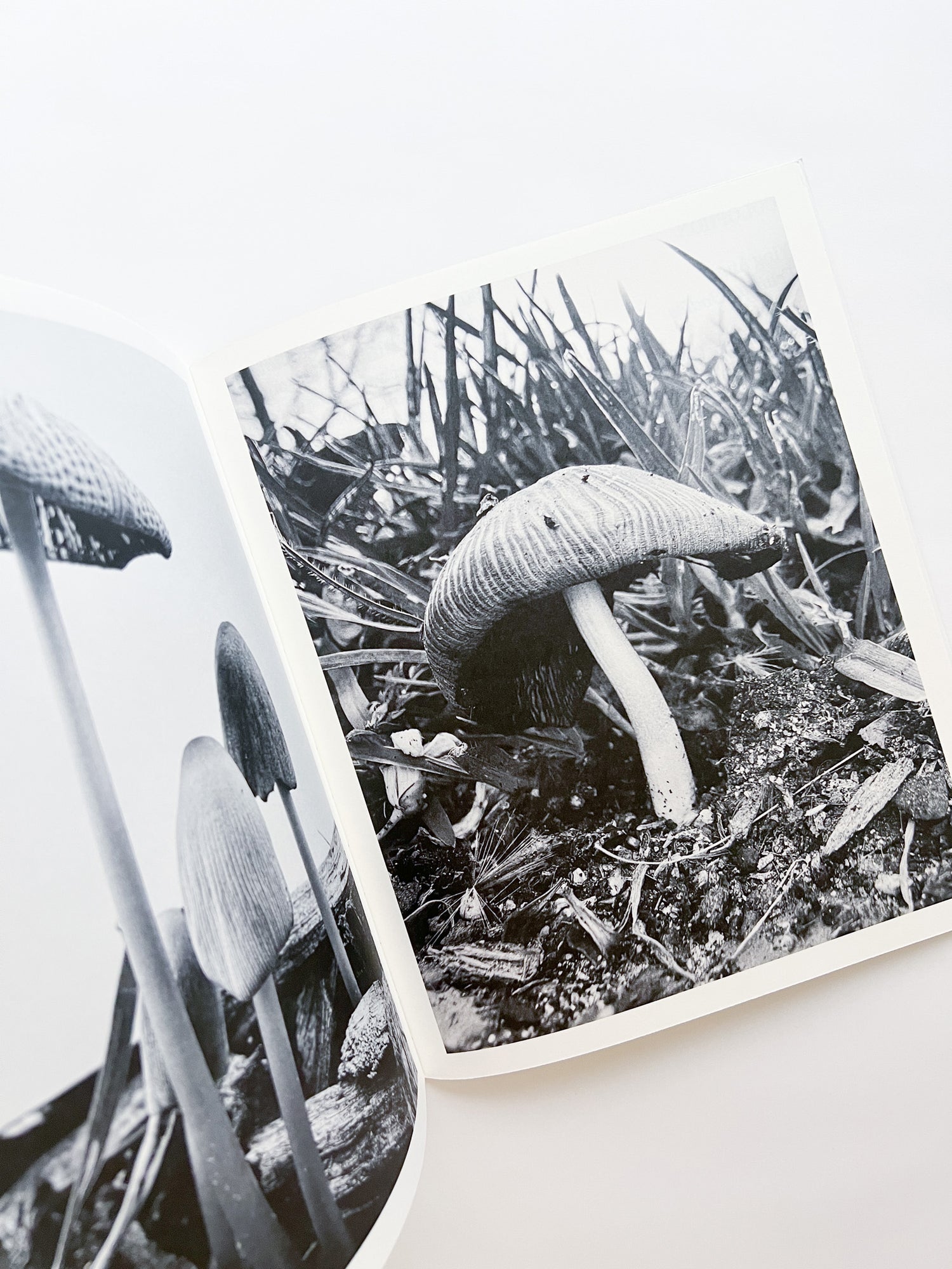 Fruiting Bodies / Ying Ang