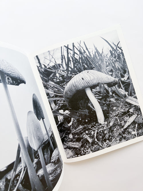 Fruiting Bodies / Ying Ang