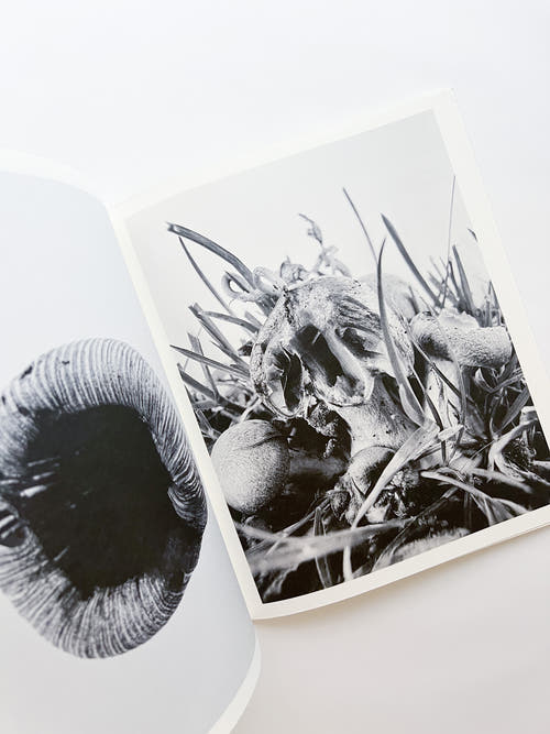 Fruiting Bodies / Ying Ang