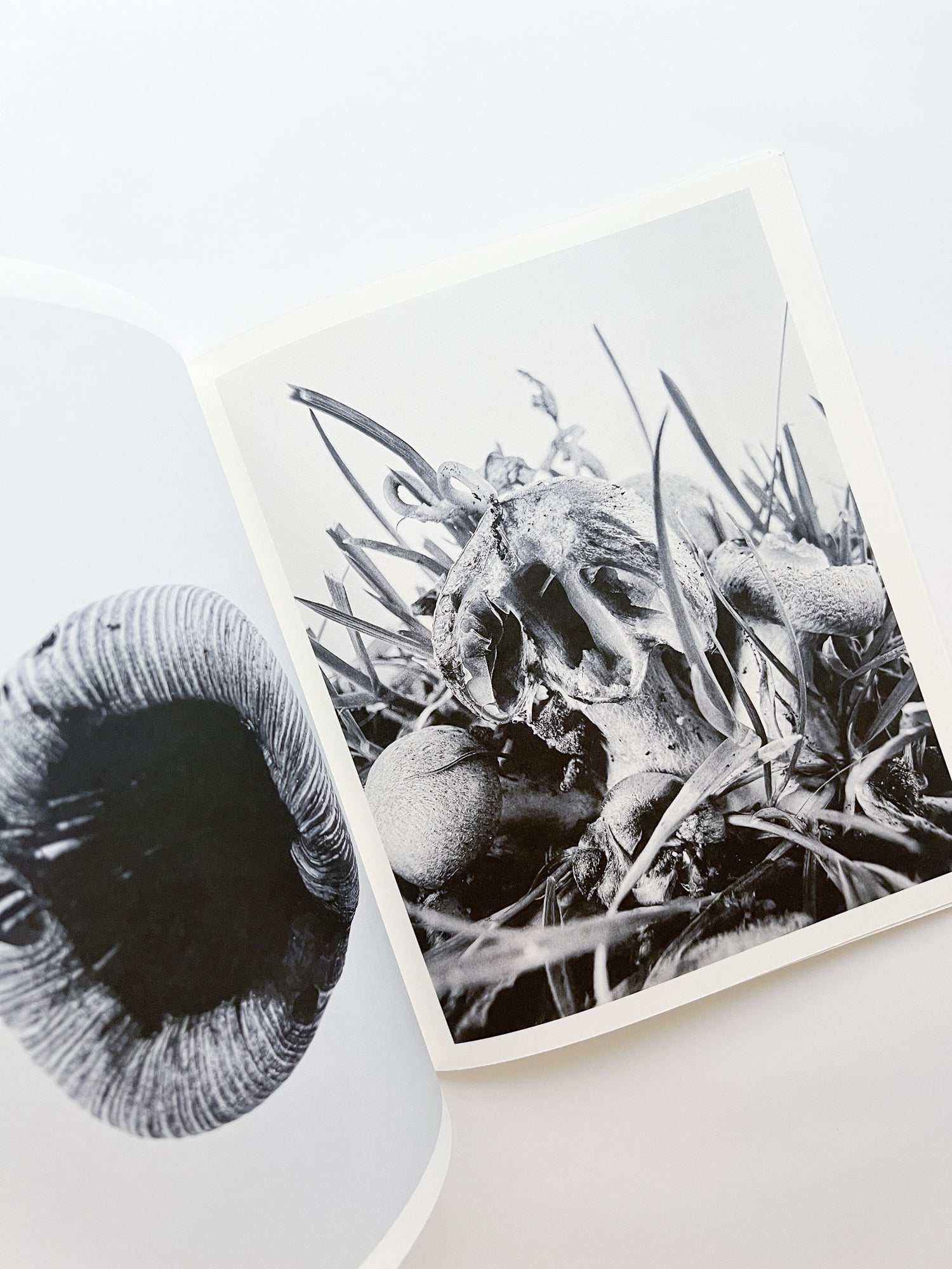 Fruiting Bodies / Ying Ang