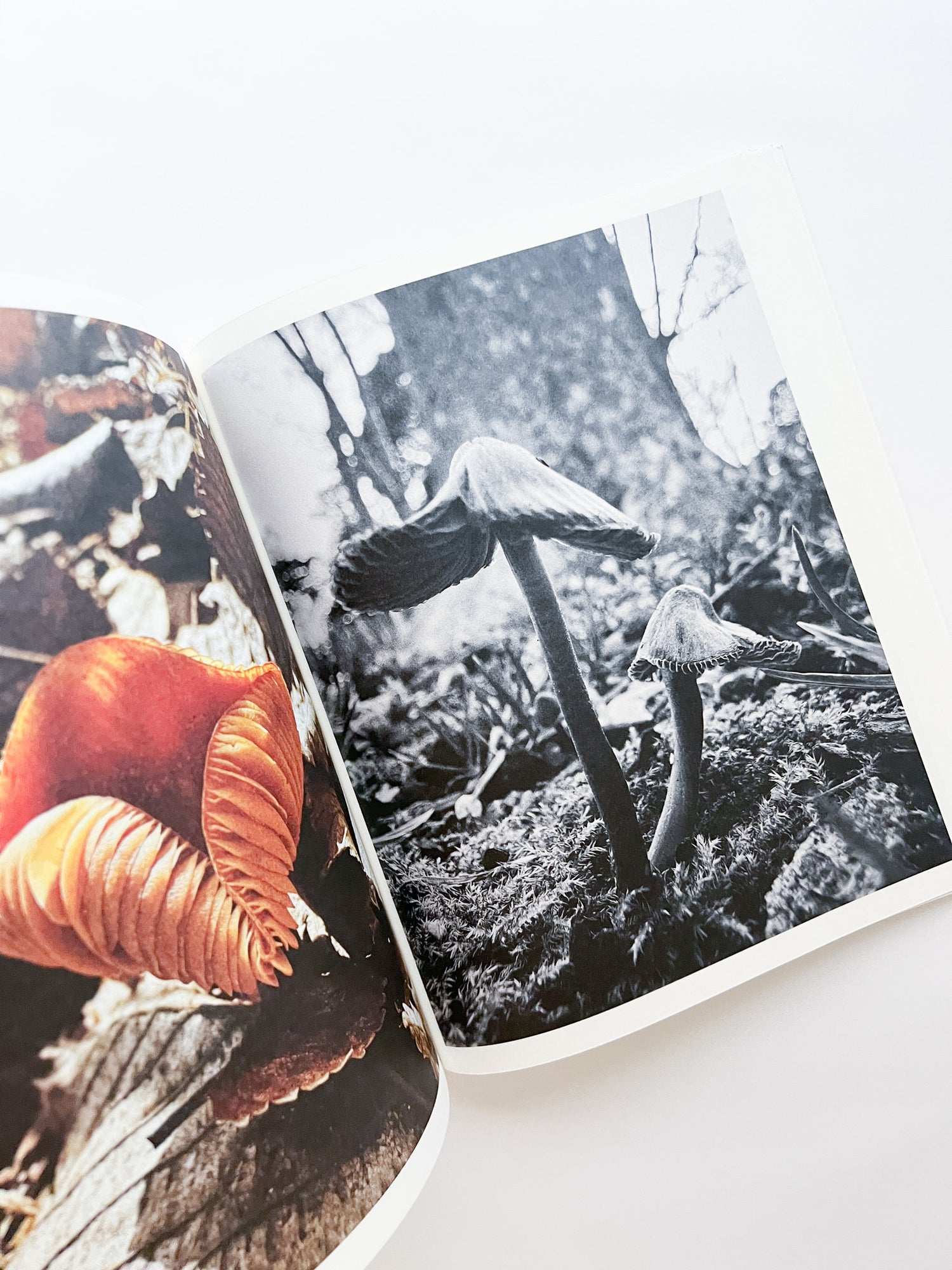 Fruiting Bodies / Ying Ang